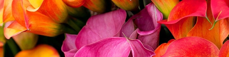 Tanatorio Sur. Envíos urgentes de ramos y flores para funerales.